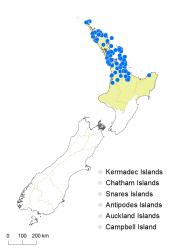Lygodium articulatum distribution map based on databased records at AK, CHR, NZFRI, WAIK and WELT.
 Image: K. Boardman © Landcare Research 2014 